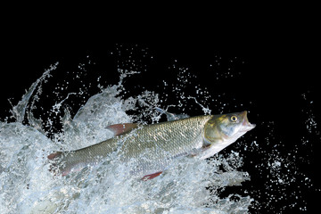 Naklejka premium Splash fish. Asp fish jump