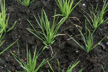  Young plant growing on brown soil