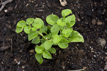 Watercress cropping