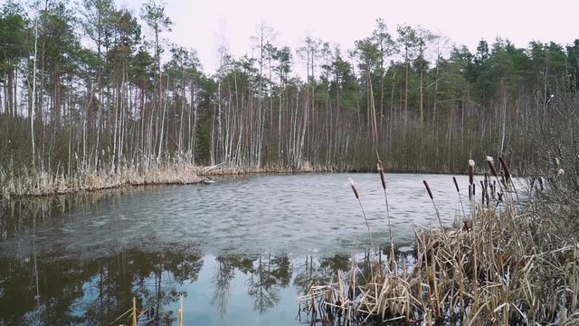 Nature in spring, pond in the forest, dew on the branches of plants. 50fps. 

