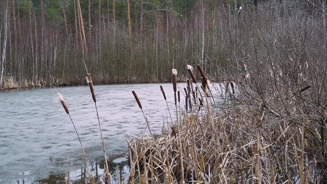 Nature in spring, pond in the forest, dew on the branches of plants. 50fps. 
