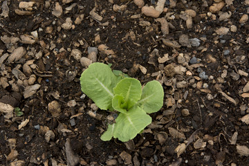 Green Cos Growing In Brown Soil