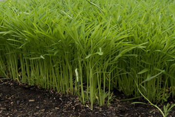 Morning Glory growing on a farm