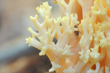 Close up of yellow coral-like Ramaria mushroom, commonly known as the beautiful clavaria, handsome clavaria, yellow-tipped- or pink coral fungus
