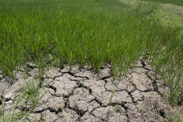 Rice field With Cracked Dried Earth