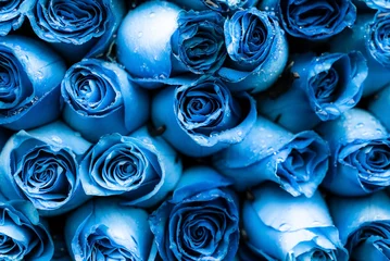 Peel and stick wall murals Roses blue roses