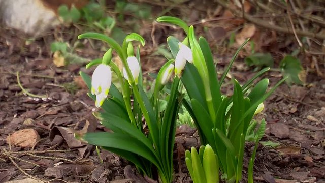Das Fr&uuml;hjahr ist da - die ersten Fr&uuml;hlingsknotenblumen zittern im Wind
