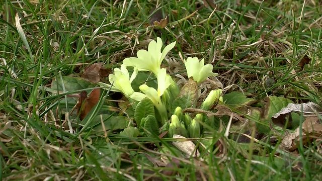 Das Fr&uuml;hjahr ist da - die ersten Schl&uuml;sselblumen bl&uuml;hen