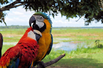 Amazonas - Parrots
