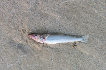 dead fish on the sand beach background.