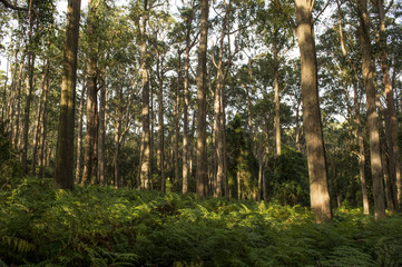 Landscape from Southern highlands NSW