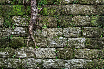 Old Brick Wall With Moss and roots - 140592451