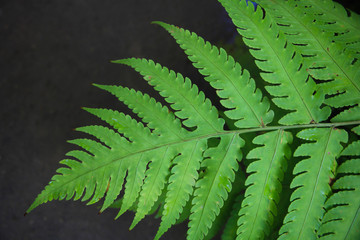 Green ferns in could forest