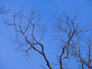 Obraz premium dry tree with the blue sky