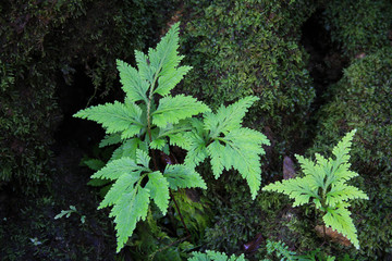 Green ferns in could forest
