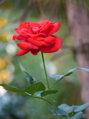 Obraz premium Rose