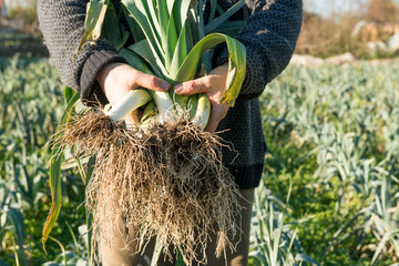 Hands Holding a Bundle of Uprooted Leeks