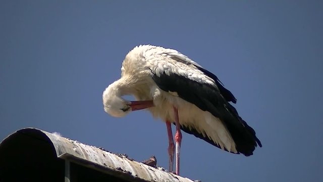 Federnpflege eines Wei&szlig;storches vor tiefblauem Himmel (Gro&szlig;aufnahme)