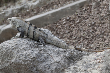 Iguana in rovine Maya, Tulum, Messico