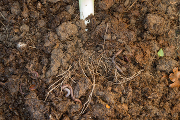 Lone earthworm on a pile of dirt