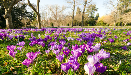 Frühlingserwachen, Ostergruß, Blütenzauber, Alles Liebe, Glück, Freude: Wiese mit zarten Krokussen :) 