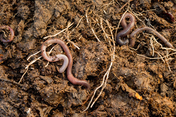 Earthworms Roaming Around Pile of Compost