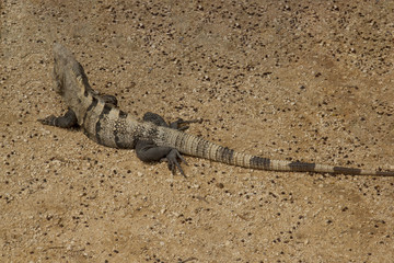 Fototapeta premium Iguana w rovine Maya, Tulum, Messico