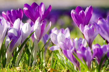 Frühlingserwachen, Ostergruß, Blütenzauber, Alles Liebe, Glück, Freude: Wiese mit zarten Krokussen :)