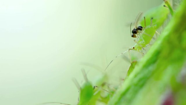 Extreme closeup shot of parasitic wasp, laying its eggs in live aphid
