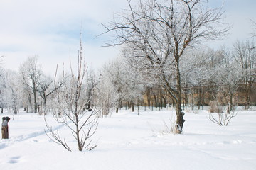 Snow covered garden on a cold February day