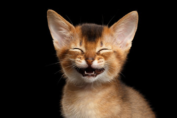 Laughs Abyssinian Kitty with funny closed eyes on Isolated Black Background