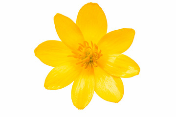 Obraz na płótnie Canvas Yellow spring flower isolated