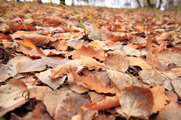 The autumn leaves