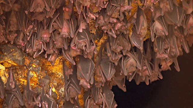 Bali, Indonesia. A flock of bats on a rock. Territory of Pura Goa Lawah Temple