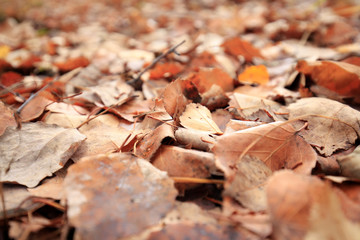 The autumn leaves