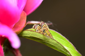 Two bees in mating