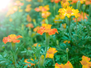 Tagetes Marigold Flower Autumn Flowers Background