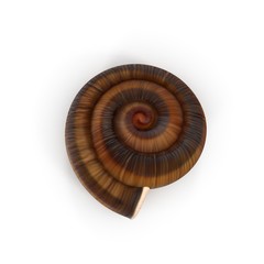 Snail Shell on white. Top view. 3D illustration