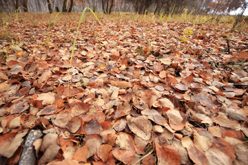 The autumn leaves