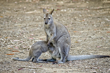 red necked wallaby and joey