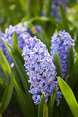 Field full with Hyacinths in Holland