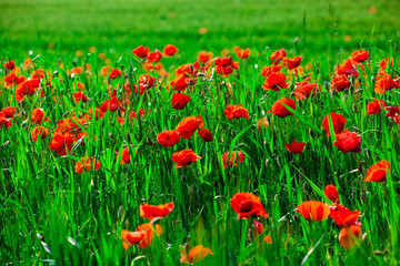 Fototapeta na wymiar Field of bright red poppy flowers in spring