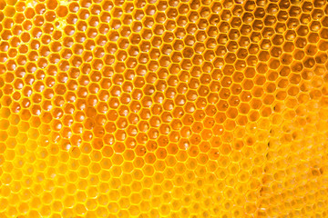 fresh honey in comb - obrazy, fototapety, plakaty