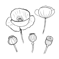 Black poppies isolated on a white background. Poppy doodle seed heads and flower illustration