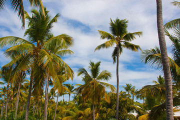 Fototapeta na wymiar High palm trees under the blue sky