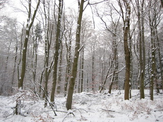 Fototapeta premium Schneelandschaft2