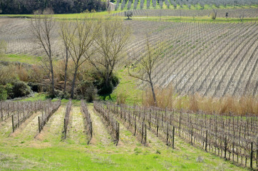 Fototapeta na wymiar rows of dry vines in spring