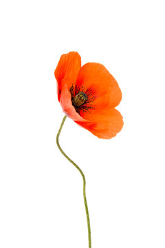 Beautiful poppies isolated