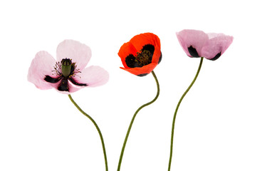 Beautiful poppies isolated