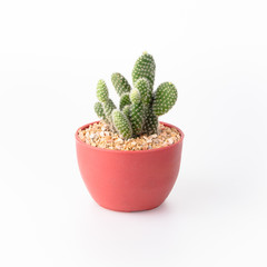 Cactus Isolate on white background - 140600042